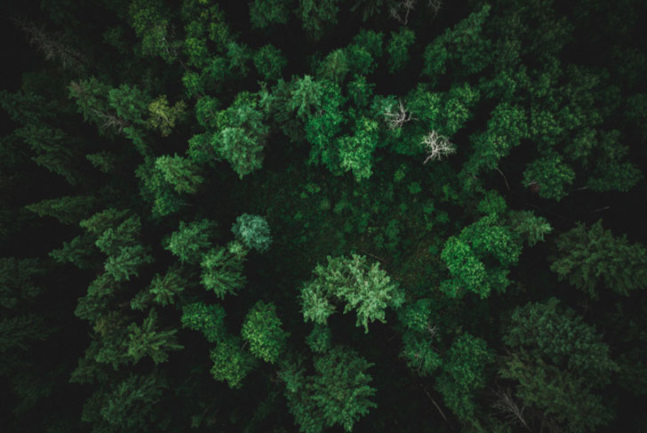 Fractal Digital Service Banner 2