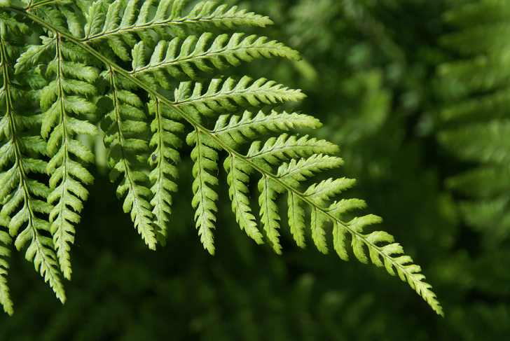 Fractal Digital Service Banner 1